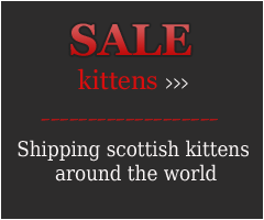 Продажа шотландских котят