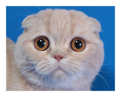 BEST STAR LINE'S KELLY