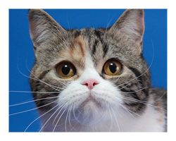 BEST STAR LINE'S OXY