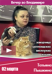 Кошки питомника Best Star Line на Вариант-ТВ (г. Владимир)