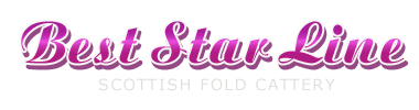 Питомник шотландских кошек «Best Star Line»